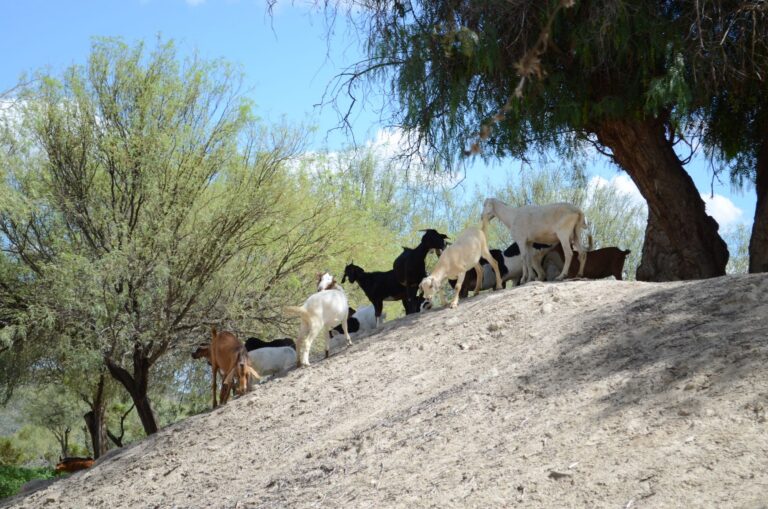 Why Goats Clear the Hillsides in the Conejo Valley Instead of Landscapers
