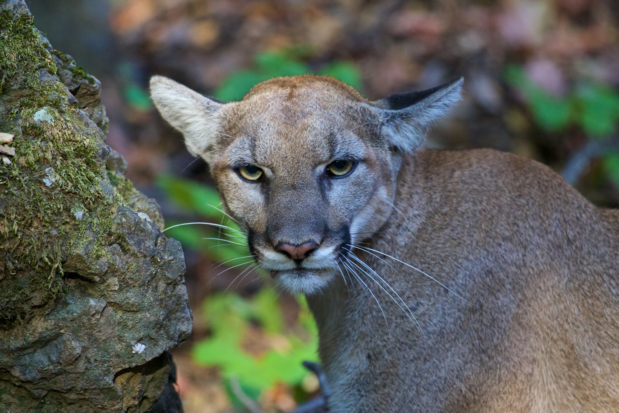 Mountain lion in the Santa Monica Mountains National Recreation Area